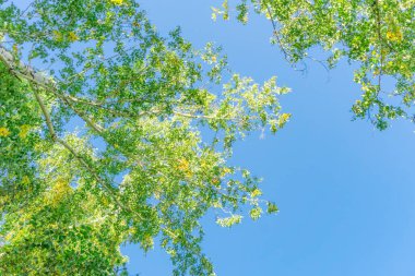 Aşağıdan gökyüzüne yeşil taç ağaçları görünüyor. Gökyüzüne karşı ağaçlardan oluşan yeşil taç. Aşağıdaki ağaçların arasından gökyüzüne bak.