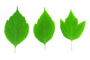 beyaz arkaplanda yeşil yapraklar izole