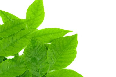 beyaz arkaplanda yeşil yapraklar izole