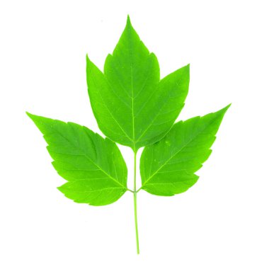 beyaz arkaplanda yeşil yapraklar izole