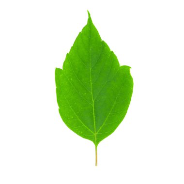 beyaz arkaplanda yeşil yapraklar izole