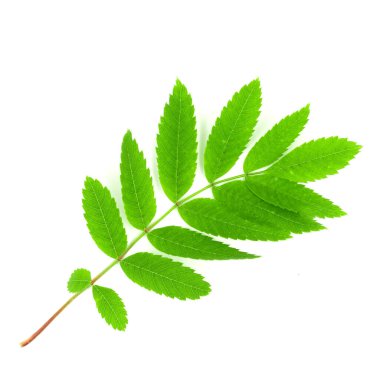 beyaz arkaplanda yeşil yapraklar izole