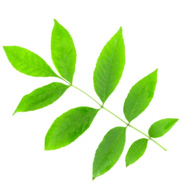 beyaz arkaplanda yeşil yapraklar izole