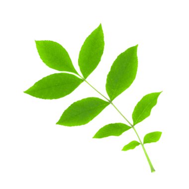 beyaz arkaplanda yeşil yapraklar izole