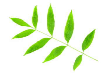 beyaz arkaplanda yeşil yapraklar izole