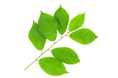 beyaz arkaplanda yeşil yapraklar izole