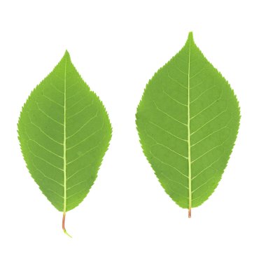 beyaz arkaplanda yeşil yapraklar izole