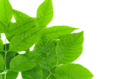 beyaz arkaplanda yeşil yapraklar izole