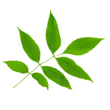 beyaz arkaplanda yeşil yapraklar izole