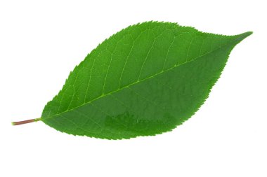 beyaz arkaplanda yeşil yapraklar izole