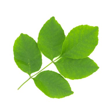 beyaz arkaplanda yeşil yapraklar izole