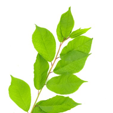 beyaz arkaplanda yeşil yapraklar izole