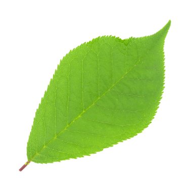 beyaz arkaplanda yeşil yapraklar izole