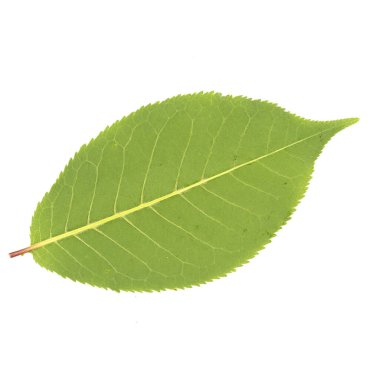 beyaz arkaplanda yeşil yapraklar izole