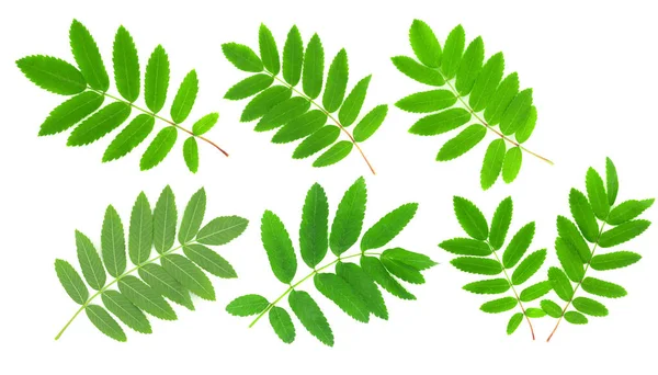 Collage Aus Grünen Blättern Von Farn Und Eberesche Isoliert Auf — Stockfoto