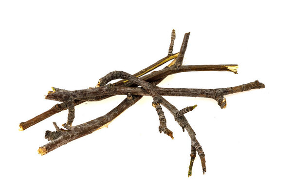 Dry tree twigs branches isolated on white background. close-up