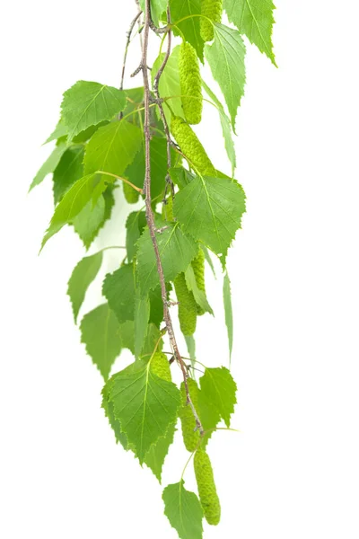Grüne Birkenblätter Isoliert Auf Weißem Hintergrund — Stockfoto