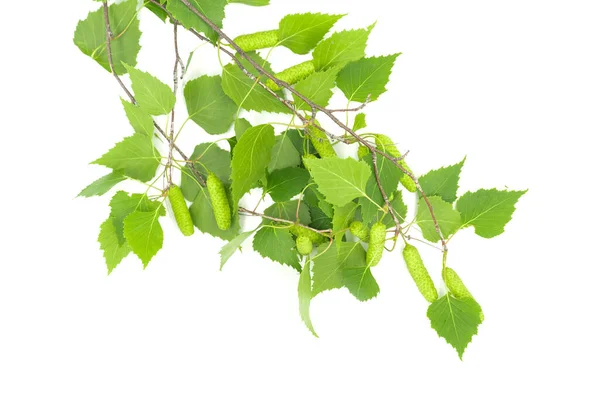 Grønne Bjørkeblader Isolert Hvit Bakgrunn – stockfoto