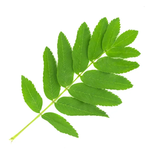 Grüne Ebereschenblätter Isoliert Auf Weißem Hintergrund — Stockfoto