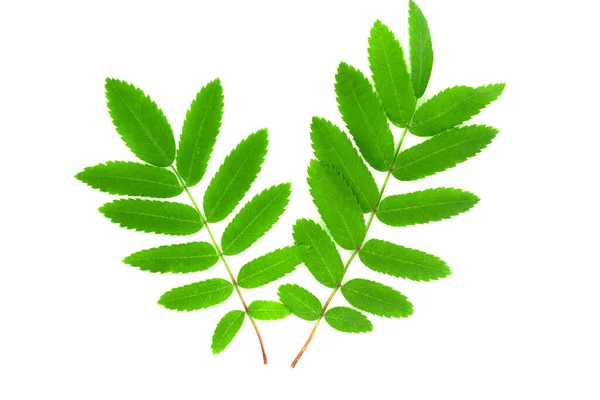 Πράσινα Φύλλα Rowan Απομονωμένα Λευκό Φόντο — Φωτογραφία Αρχείου