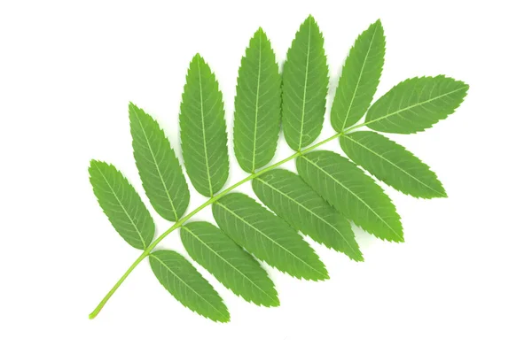 Grønne Blader Rowan Isolert Hvit Bakgrunn – stockfoto