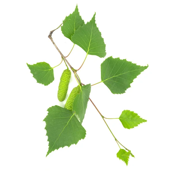 Πράσινα Φύλλα Σημύδας Απομονωμένα Λευκό Φόντο — Φωτογραφία Αρχείου