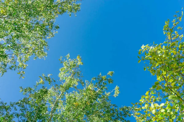 Grüne Kronen Blicken Von Unten Den Himmel Grüne Baumkronen Gegen — Stockfoto