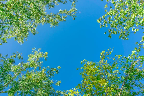 Grüne Kronen Blicken Von Unten Den Himmel Grüne Baumkronen Gegen — Stockfoto