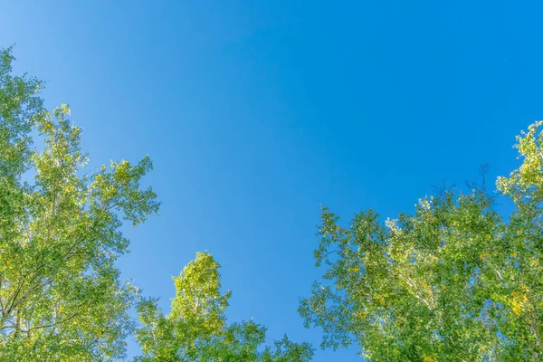 Grüne Kronen Blicken Von Unten Den Himmel Grüne Baumkronen Gegen — Stockfoto