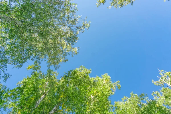 Grüne Kronen Blicken Von Unten Den Himmel Grüne Baumkronen Gegen — Stockfoto