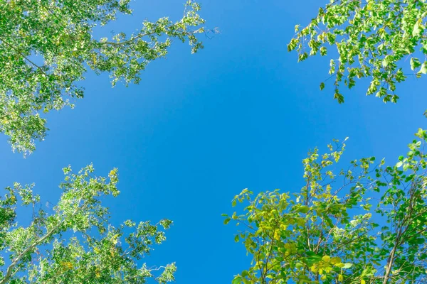 绿冠树从下面俯瞰天空 苍翠的树冠映衬着天空 从下面的树上俯瞰天空 — 图库照片
