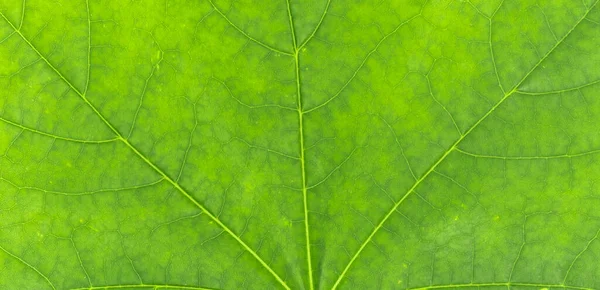 Hojas Verdes Primer Plano Fondo Textura Macro —  Fotos de Stock