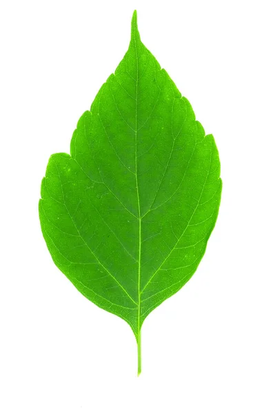Zielone Liście Odizolowane Białym Tle — Zdjęcie stockowe