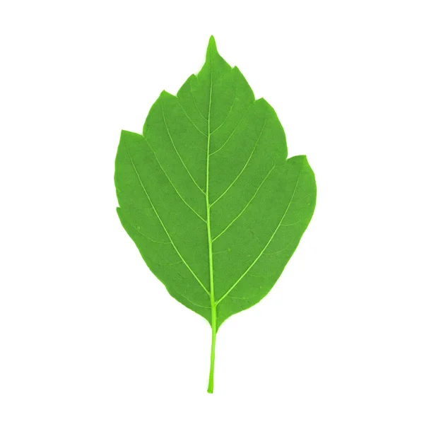 Zelené Listy Izolované Bílém Pozadí — Stock fotografie