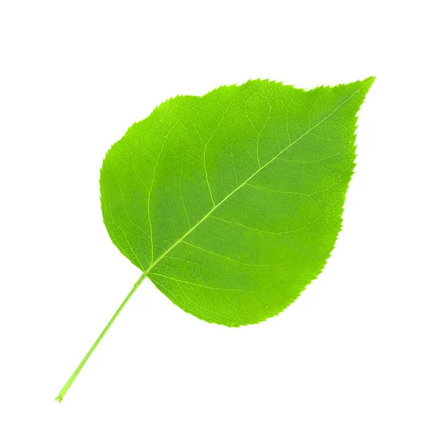 Πράσινα Φύλλα Που Απομονώνονται Λευκό Φόντο — Φωτογραφία Αρχείου