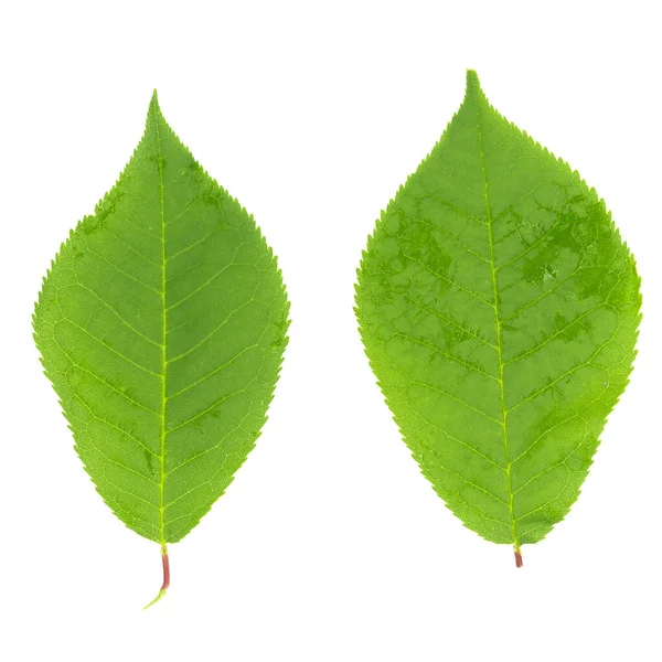 Feuilles Vertes Isolées Sur Fond Blanc — Photo