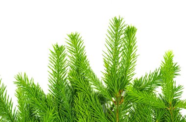 Spruce şubesi beyaz arka planda izole edilmiş. Yeşil köknar. Noel ağacı