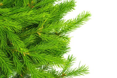 Spruce şubesi beyaz arka planda izole edilmiş. Yeşil köknar. Noel ağacı