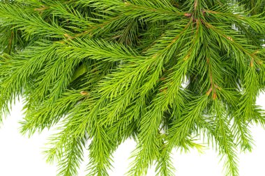 Spruce şubesi beyaz arka planda izole edilmiş. Yeşil köknar. Noel ağacı