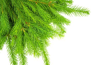 Spruce şubesi beyaz arka planda izole edilmiş. Yeşil köknar. Noel ağacı