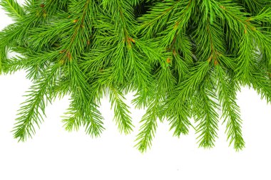Spruce şubesi beyaz arka planda izole edilmiş. Yeşil köknar. Noel ağacı