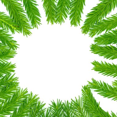 Spruce şubesi beyaz arka planda izole edilmiş. Yeşil köknar. Noel Ağacı Dalları Sınırı Kapatın