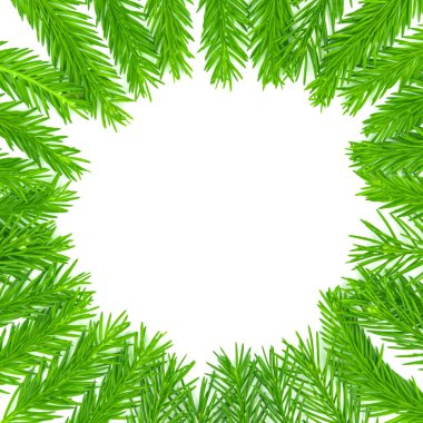 Spruce şubesi beyaz arka planda izole edilmiş. Yeşil köknar. Noel Ağacı Dalları Sınırı Kapatın