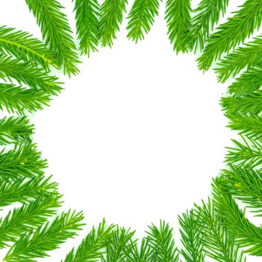Spruce şubesi beyaz arka planda izole edilmiş. Yeşil köknar. Noel Ağacı Dalları Sınırı Kapatın