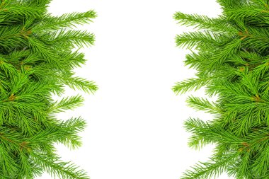 Akçaağaç yeşil yaprağı beyaz arkaplanda izole