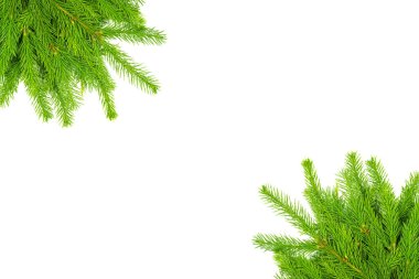 Akçaağaç yeşil yaprağı beyaz arkaplanda izole