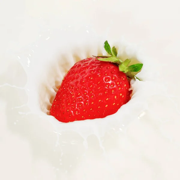 Fraises Mûres Naturelles Rouges Tombant Dans Crème Lait — Photo