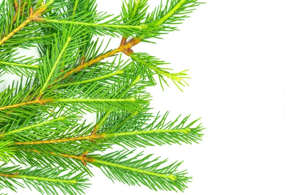 Spar Tak Geïsoleerd Witte Achtergrond Groene Spar Kerstboom — Stockfoto