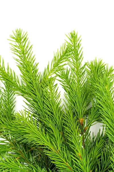 Ramo Abete Isolato Sfondo Bianco Abete Verde Albero Natale — Foto Stock