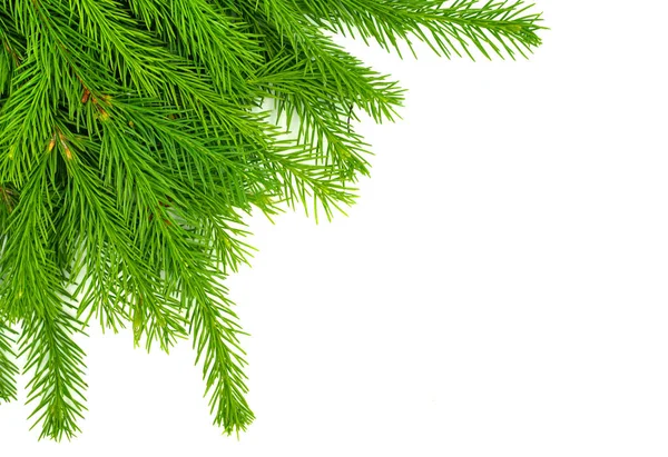 Fichtenzweig Isoliert Auf Weißem Hintergrund Grüne Tanne Weihnachtsbaum — Stockfoto